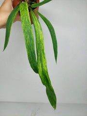 Anthurium Vittarifolium Aurea Variegata (zum aussuchen)