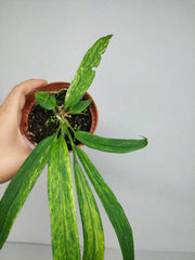 Anthurium Vittarifolium Aurea Variegata (zum aussuchen)
