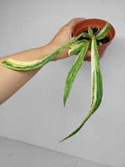 Anthurium Vittarifolium Aurea Variegata (zum aussuchen)