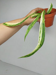Anthurium Vittarifolium Aurea Variegata (zum aussuchen)