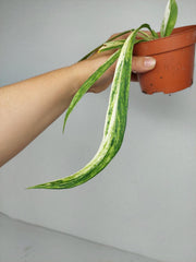 Anthurium Vittarifolium Aurea Variegata (zum aussuchen)