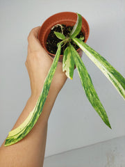 Anthurium Vittarifolium Aurea Variegata (zum aussuchen)