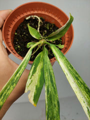 Anthurium Vittarifolium Aurea Variegata (zum aussuchen)
