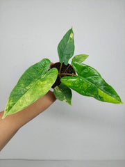 Alocasia Sulawesi Green Carpet Variegata