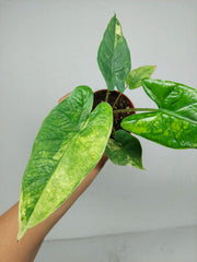 Alocasia Sulawesi Green Carpet Variegata