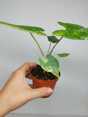 Alocasia Sulawesi Green Carpet Variegata