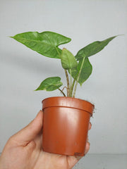 Alocasia Sulawesi Green Carpet Variegata