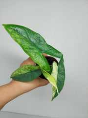 Alocasia Sulawesi Green Carpet Variegata