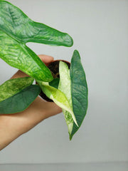 Alocasia Sulawesi Green Carpet Variegata