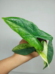 Alocasia Sulawesi Green Carpet Variegata