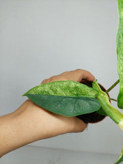 Alocasia Sulawesi Green Carpet Variegata