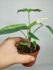 Alocasia Sulawesi Green Carpet Variegata
