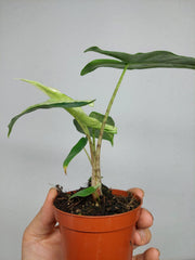 Alocasia Sulawesi Green Carpet Variegata