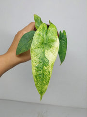 Alocasia Sulawesi Green Carpet Variegata