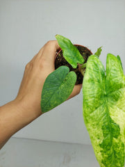 Alocasia Sulawesi Green Carpet Variegata
