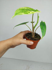Alocasia Sulawesi Green Carpet Variegata