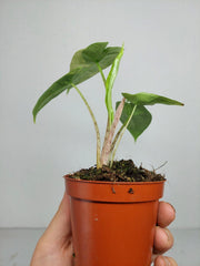 Alocasia Sulawesi Green Carpet Variegata