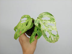 Monstera Frozen Freckles