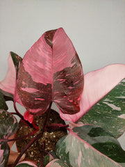Philodendron Pink Princess Galaxy (zum aussuchen)