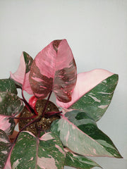 Philodendron Pink Princess Galaxy (zum aussuchen)