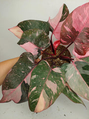 Philodendron Pink Princess Galaxy (zum aussuchen)