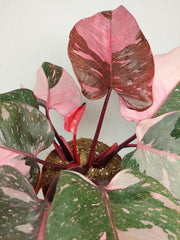 Philodendron Pink Princess Galaxy (zum aussuchen)