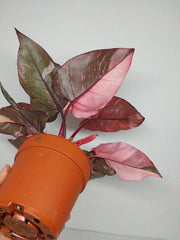 Philodendron Pink Princess Galaxy (zum aussuchen)