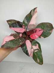 Philodendron Pink Princess Galaxy (zum aussuchen)