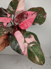 Philodendron Pink Princess Galaxy (zum aussuchen)