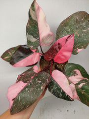 Philodendron Pink Princess Galaxy (zum aussuchen)
