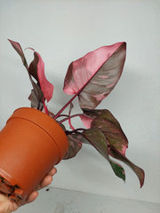 Philodendron Pink Princess Galaxy (zum aussuchen)
