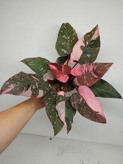 Philodendron Pink Princess Galaxy (zum aussuchen)