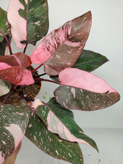 Philodendron Pink Princess Galaxy (zum aussuchen)