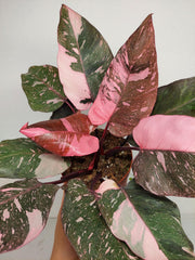 Philodendron Pink Princess Galaxy (zum aussuchen)