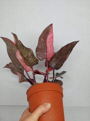 Philodendron Pink Princess Galaxy (zum aussuchen)