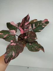 Philodendron Pink Princess Galaxy (zum aussuchen)