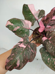 Philodendron Pink Princess Galaxy (zum aussuchen)