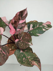 Philodendron Pink Princess Galaxy (zum aussuchen)
