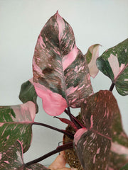 Philodendron Pink Princess Galaxy (zum aussuchen)