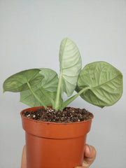Sad Plants Alocasien