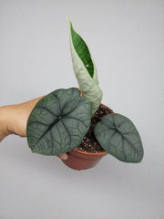Sad Plants Alocasien