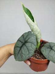 Sad Plants Alocasien