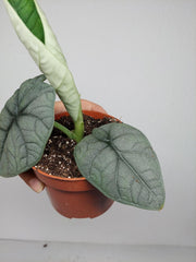 Sad Plants Alocasien