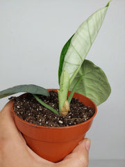 Sad Plants Alocasien