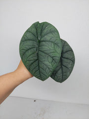 Sad Plants Alocasien