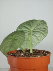 Sad Plants Alocasien