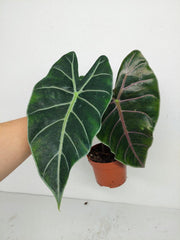 Sad Plants Alocasien