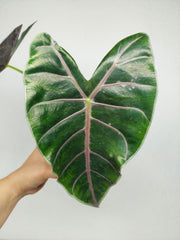 Sad Plants Alocasien