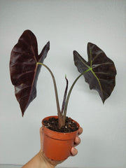 Sad Plants Alocasien