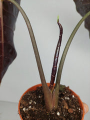 Sad Plants Alocasien
